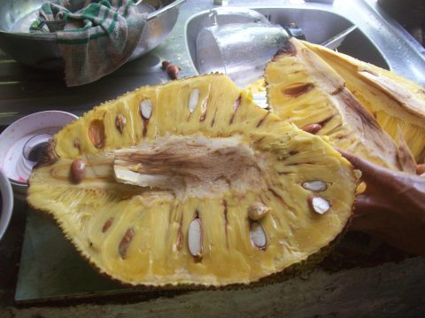 A jackfruit fresh from the tree!