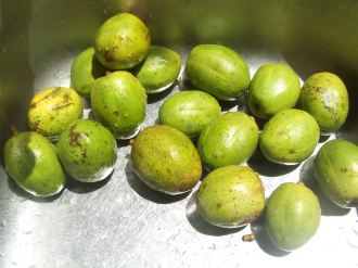 Green juneplums ready for juicing