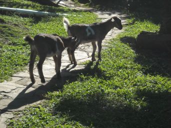 Baby ram goats on walkway