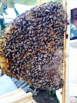 Bees, bees, bees...