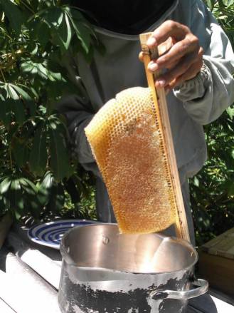 Cutting the honey comb off of the top bar