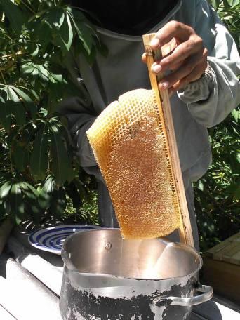 Cutting the honey comb off of the top bar