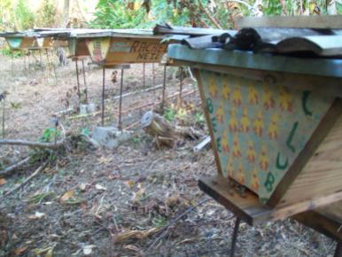 Top bar hives decorated bu Bee Club members in the training apiary