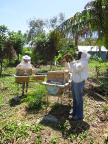 Caring for the bees, working with them...