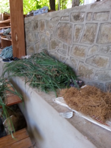Fevergrass and khus khus grass root (vetiver) ready for distillation.