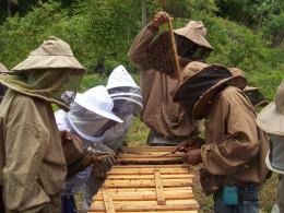 Teaching Portland parish beekeepers