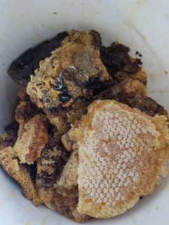 Freshly-harvested honey comb from our top bar hives