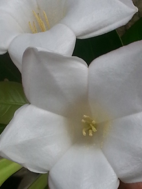 Bell flower close up