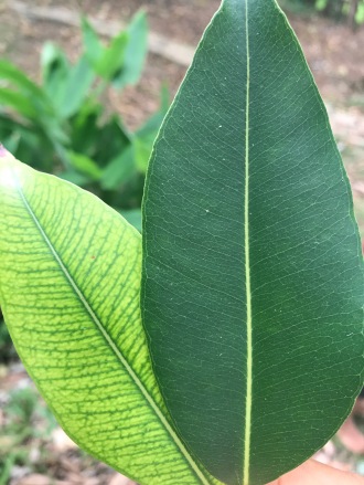 Ribena Leaf